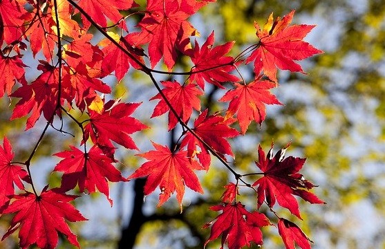 GET | Herbstkurse Zweig tiefroter Ahornblätter