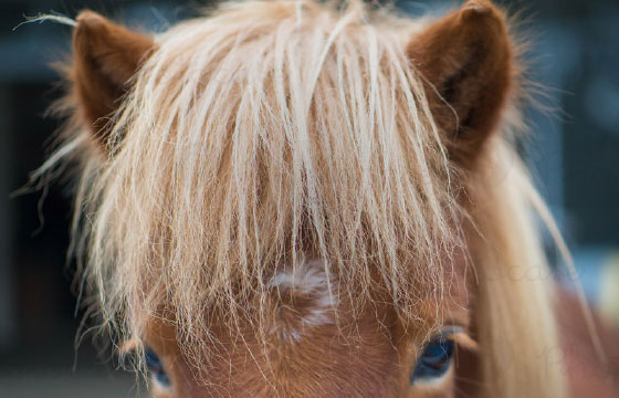 GET | Sommer Camp Reiten Verwuschelter Schopf eines braunen Ponys